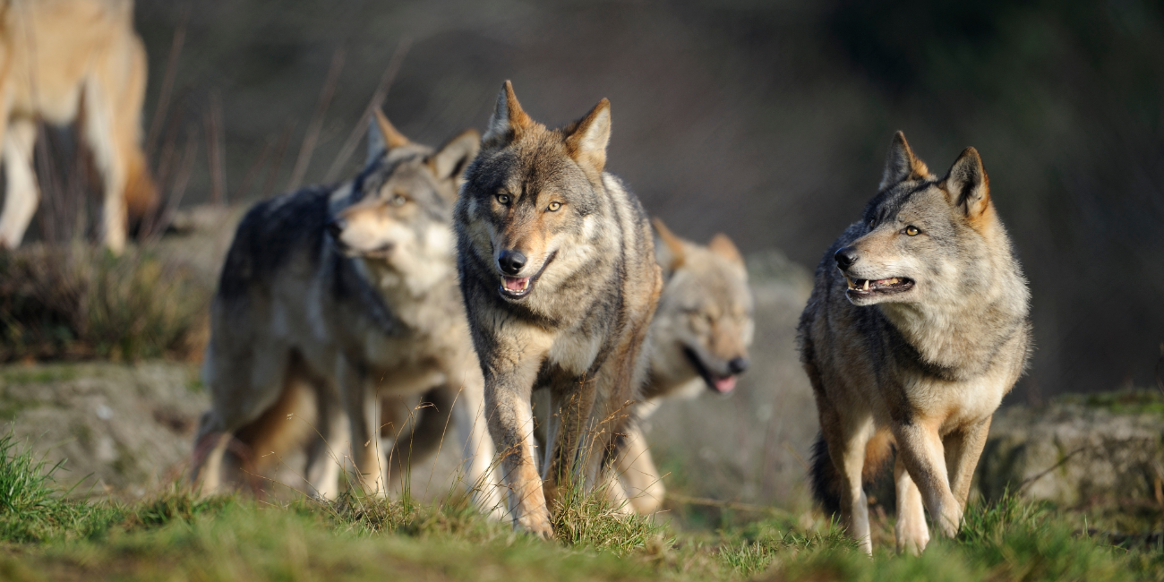 Rencontrez les loups de Chabrières au parc animalier des Monts de